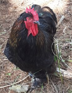 Benefits of Having a Rooster with Laying Hens - Backyard Poultry